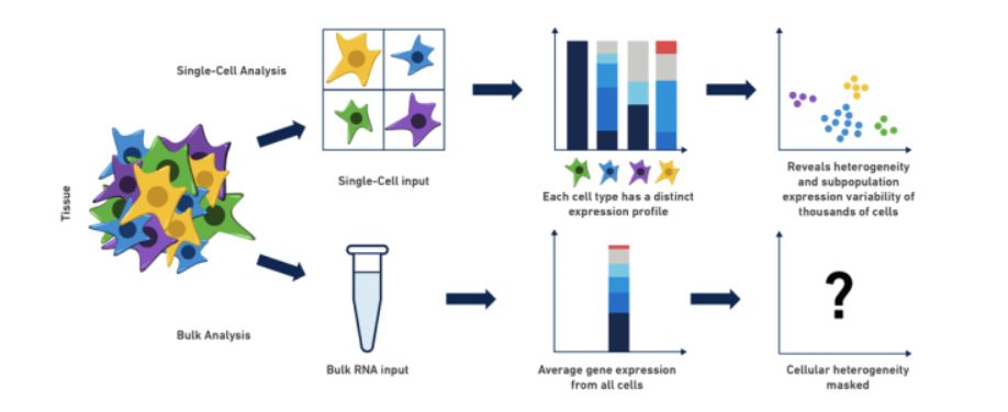 scRNA-Seq